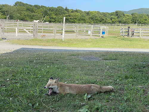 あくびをするキタキツネ