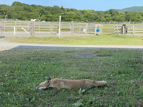 ながいキタキツネ