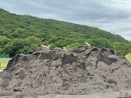強そうなキタキツネ