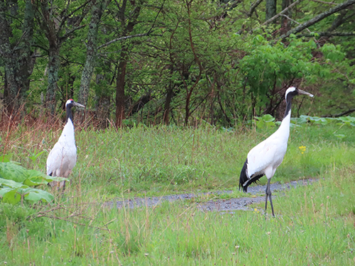 タンチョウ2羽