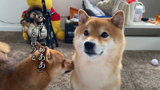 おすすめ