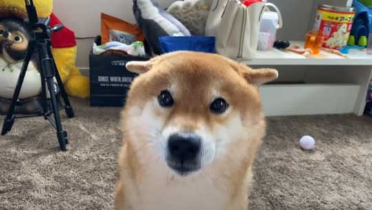 柴犬 わああ 言うと 喜ぶ かわいい 現象 よりめのはちくん YouTube