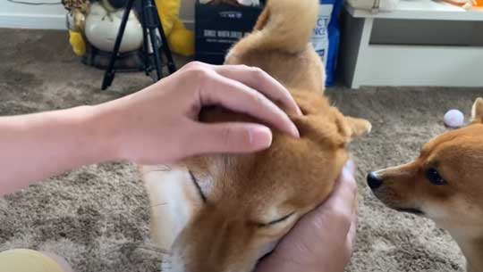 柴犬 わああ 言うと 喜ぶ かわいい 現象 よりめのはちくん YouTube