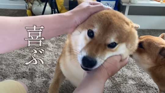柴犬 わああ 言うと 喜ぶ かわいい 現象 よりめのはちくん YouTube