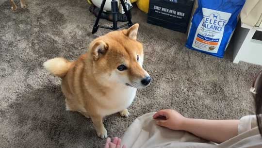 柴犬 わああ 言うと 喜ぶ かわいい 現象 よりめのはちくん YouTube