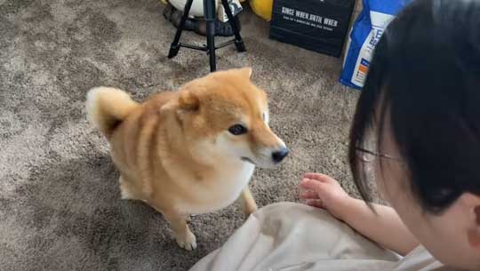 柴犬 わああ 言うと 喜ぶ かわいい 現象 よりめのはちくん YouTube