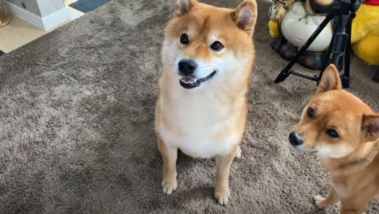 柴犬 わああ 言うと 喜ぶ かわいい 現象 よりめのはちくん YouTube