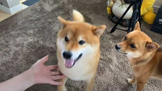 柴犬 わああ 言うと 喜ぶ かわいい 現象 よりめのはちくん YouTube