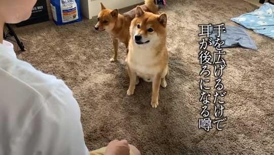 柴犬 わああ 言うと 喜ぶ かわいい 現象 よりめのはちくん YouTube