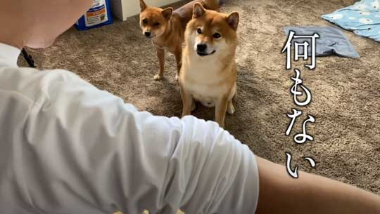 柴犬 わああ 言うと 喜ぶ かわいい 現象 よりめのはちくん YouTube