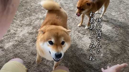 柴犬 わああ 言うと 喜ぶ かわいい 現象 よりめのはちくん YouTube