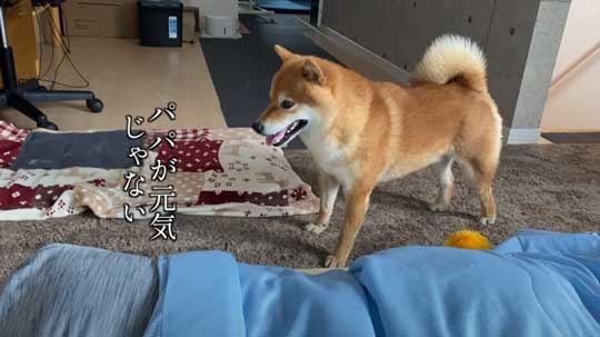 柴犬 わああ 言うと 喜ぶ かわいい 現象 よりめのはちくん YouTube