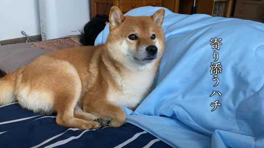 柴犬 わああ 言うと 喜ぶ かわいい 現象 よりめのはちくん YouTube