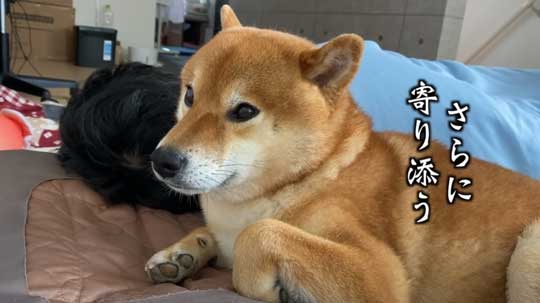 柴犬 わああ 言うと 喜ぶ かわいい 現象 よりめのはちくん YouTube