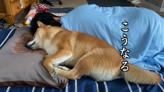 柴犬 わああ 言うと 喜ぶ かわいい 現象 よりめのはちくん YouTube