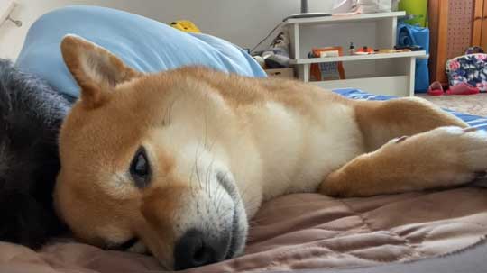 柴犬 わああ 言うと 喜ぶ かわいい 現象 よりめのはちくん YouTube