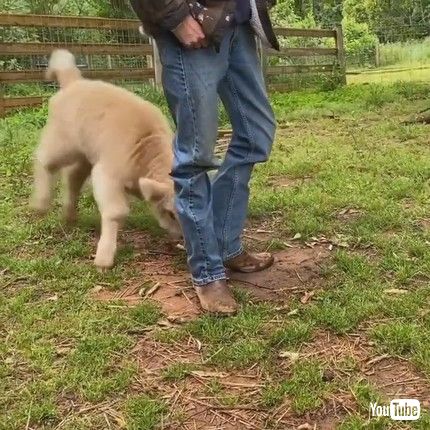「Playful Calf Gives Owner's Legs A Bonk || ViralHog」