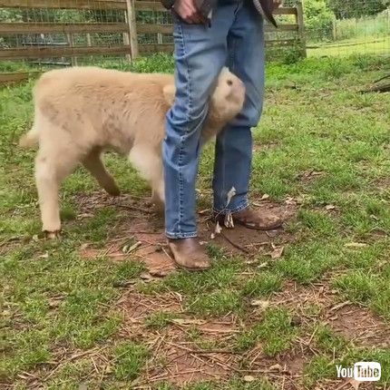 「Playful Calf Gives Owner's Legs A Bonk || ViralHog」