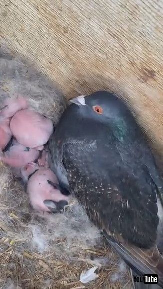 「Pigeon Thinks He’s the Daddy Rabbit || ViralHog」