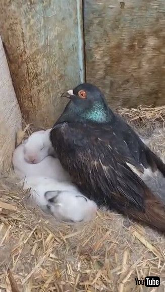 「Pigeon Thinks He’s the Daddy Rabbit || ViralHog」