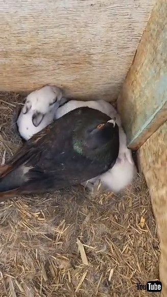 「Pigeon Thinks He’s the Daddy Rabbit || ViralHog」