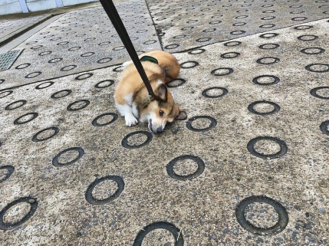 プロペラちゃん
