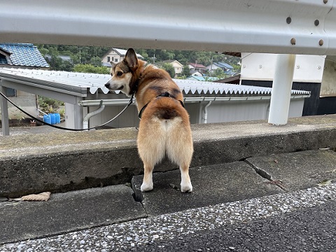 プロペラちゃん