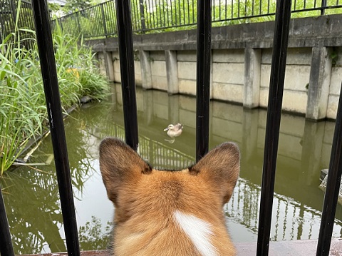 プロペラちゃん