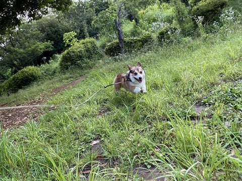 プロペラちゃん