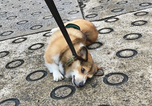 プロペラちゃん