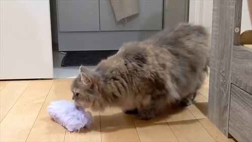 子猫とかんちがい