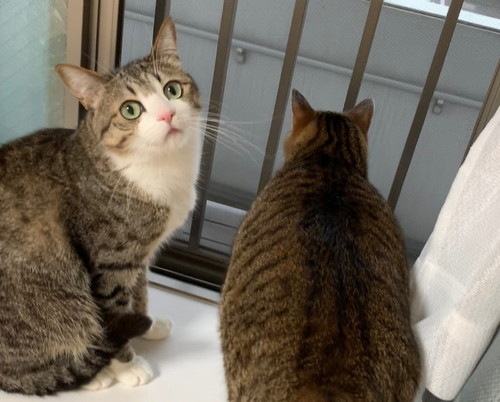 ねこ