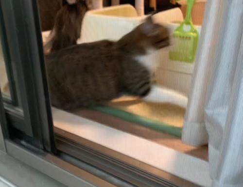 雷に驚いたすずめちゃんとうなぎちゃん