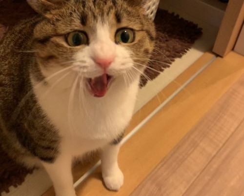 雷に驚いたすずめちゃんとうなぎちゃん