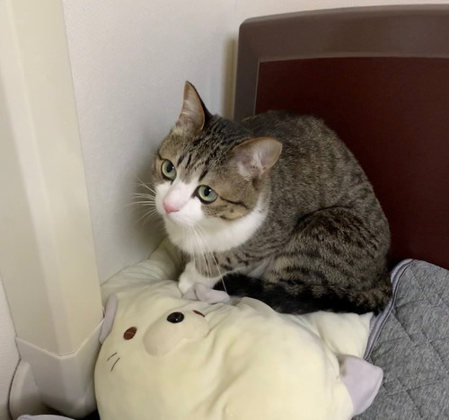 雷に驚いたすずめちゃんとうなぎちゃん