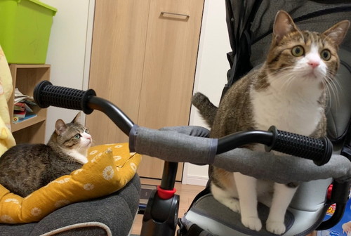 三輪車に乗るうなぎちゃん