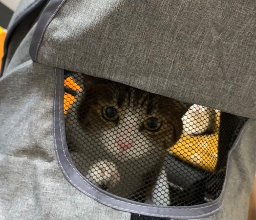 三輪車に乗るうなぎちゃん