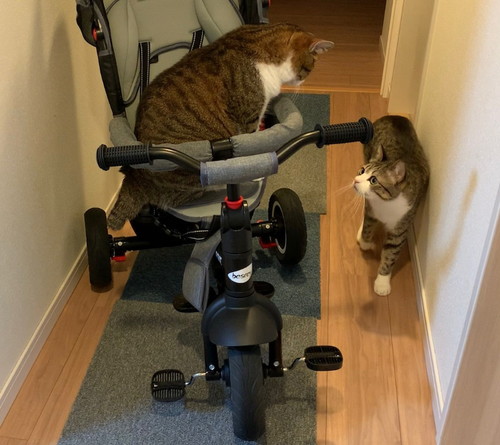 三輪車に乗るうなぎちゃん