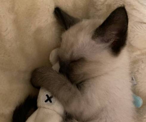 猫 イカを抱きしめて そうすけ