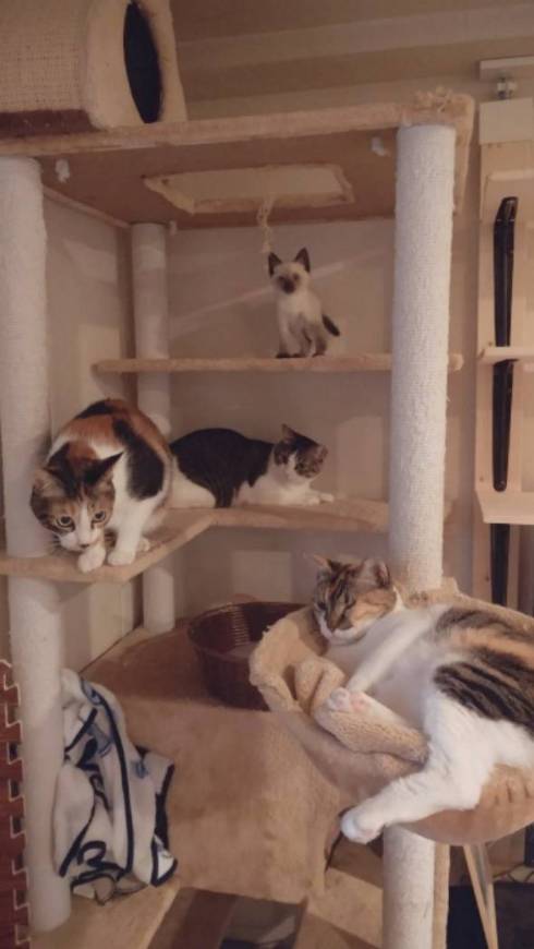 猫 イカを抱きしめて そうすけ