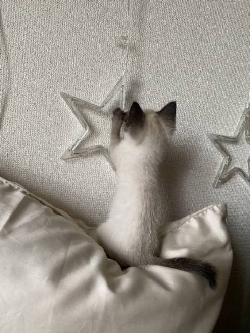 猫 イカを抱きしめて そうすけ