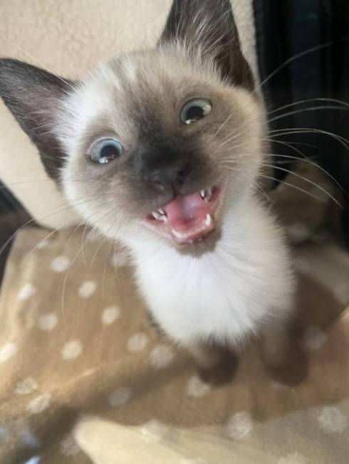 猫 イカを抱きしめて そうすけ