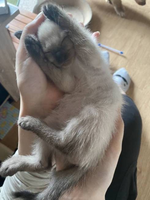 猫 イカを抱きしめて そうすけ