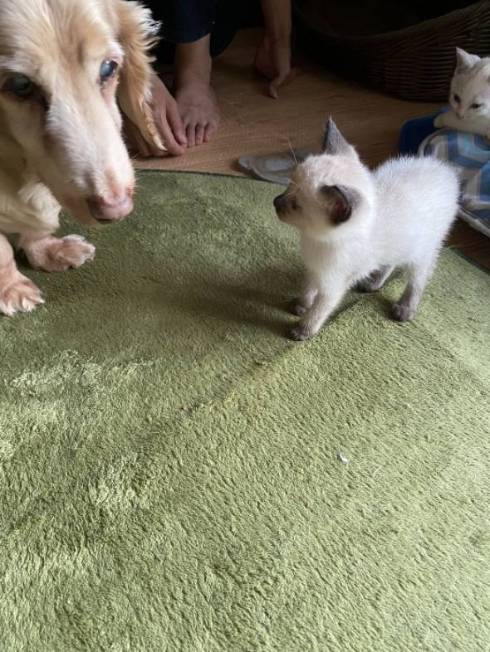 猫 イカを抱きしめて そうすけ