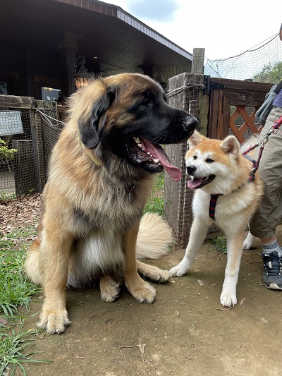 秋田犬とドイツ犬