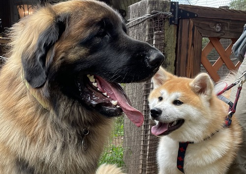レオンベルガーと秋田犬