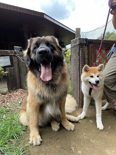 レオンベルガーと秋田犬