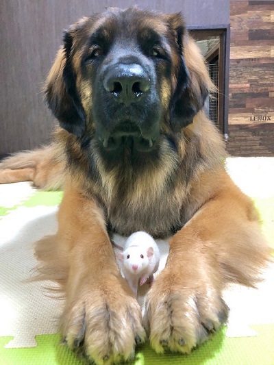 レオンベルガーと秋田犬