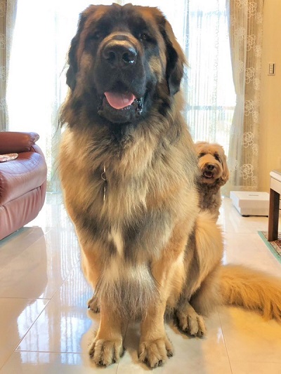 レオンベルガーと秋田犬