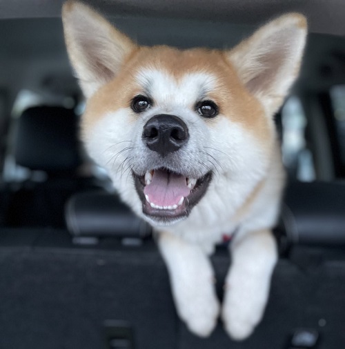 レオンベルガーと秋田犬